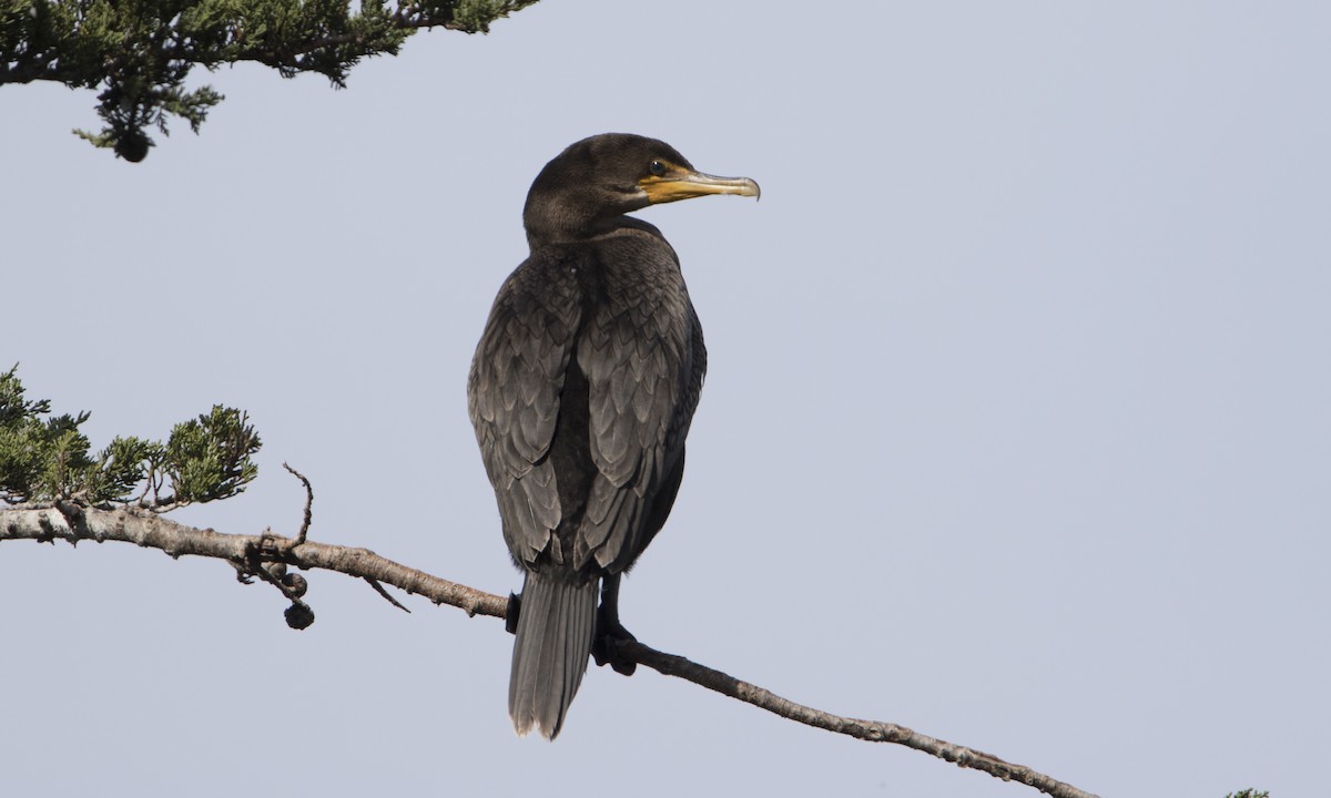 Cormoran à aigrettes - ML50395011