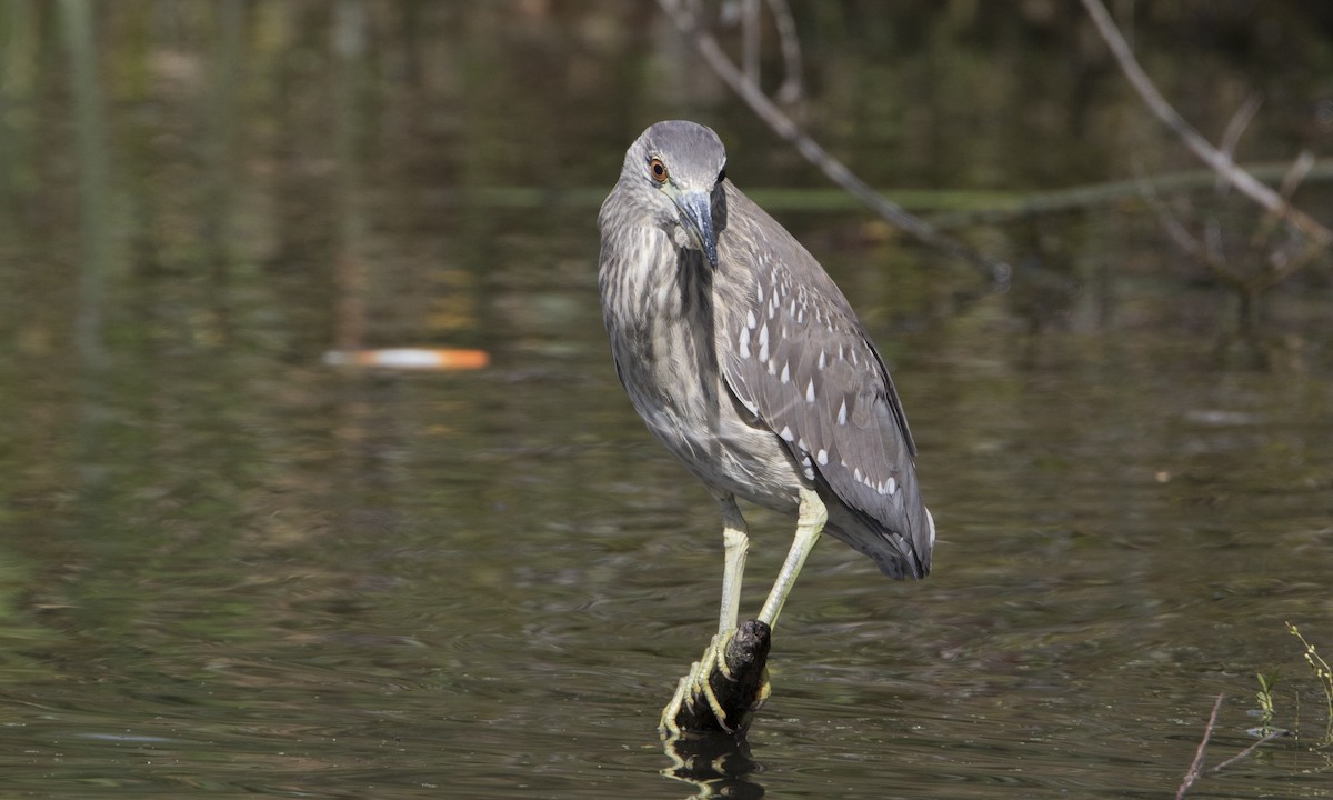 Black-crowned Night Heron - ML50395031