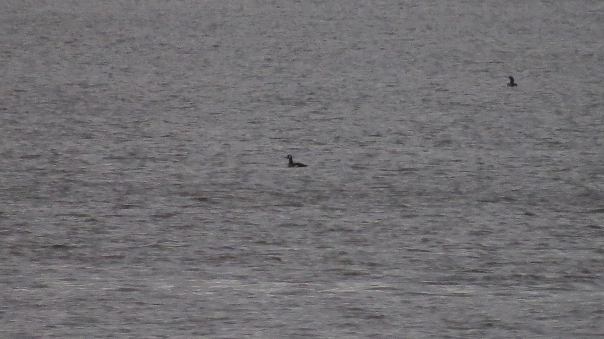White-winged Scoter - ML503950501