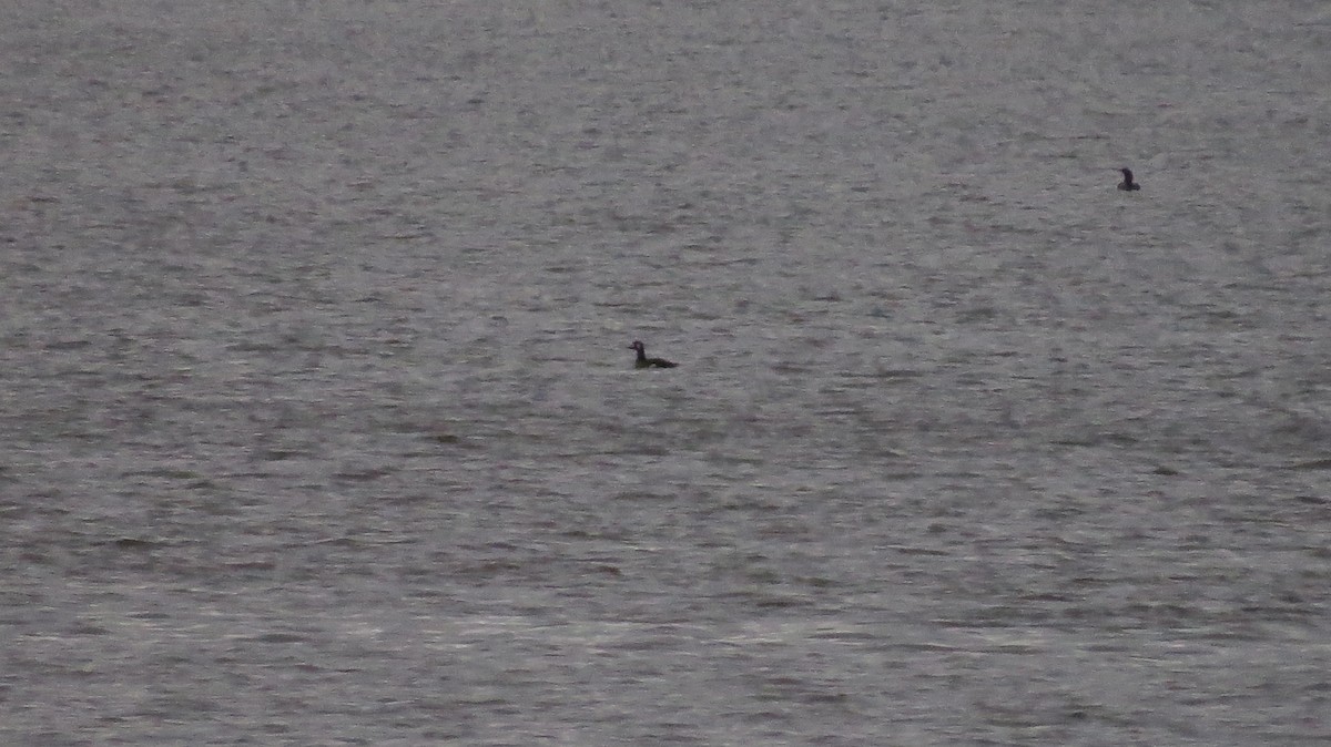 White-winged Scoter - ML503950501