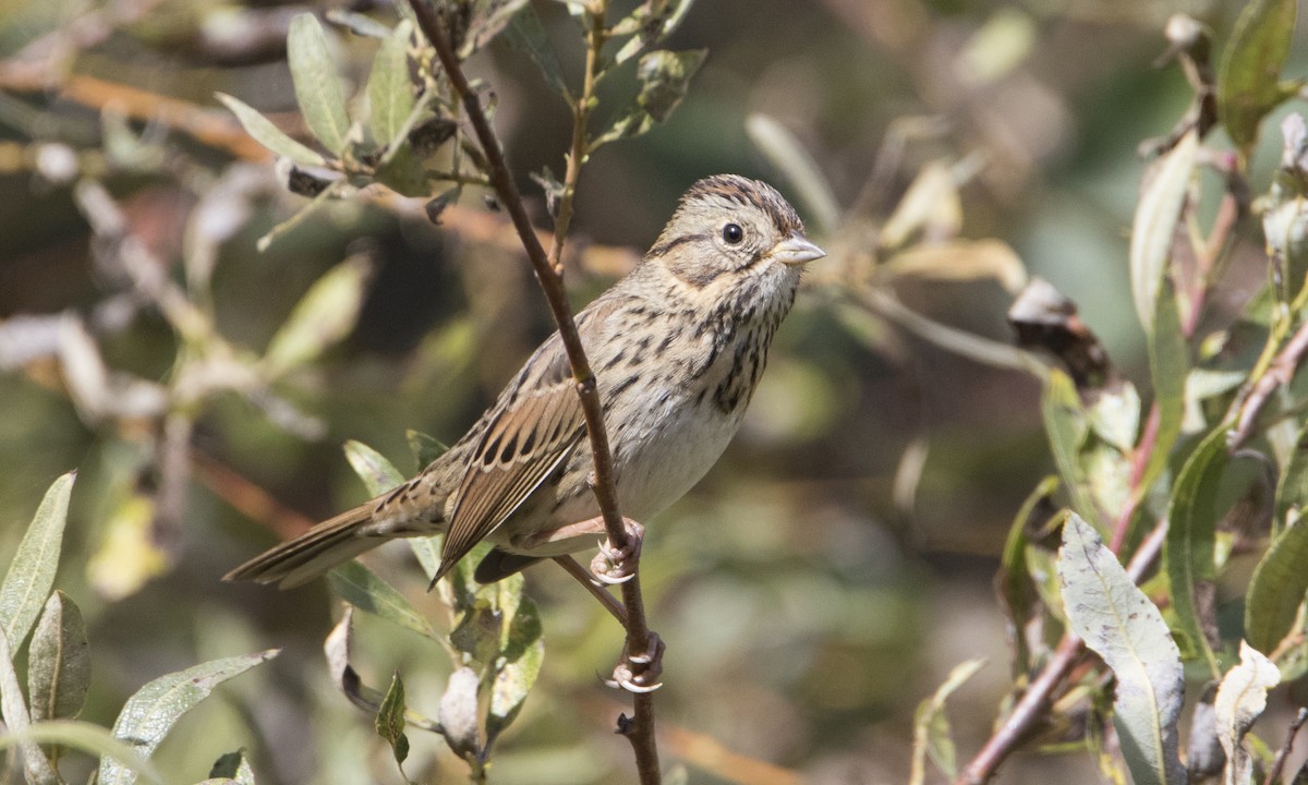 Lincoln's Sparrow - ML50395051