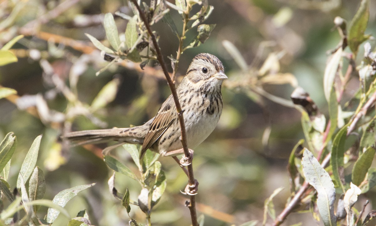 Lincoln's Sparrow - ML50395061