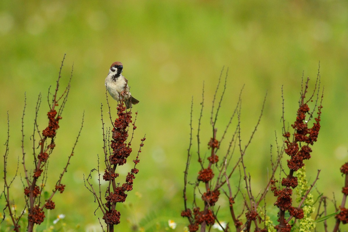 Eurasian Tree Sparrow - ML503950671