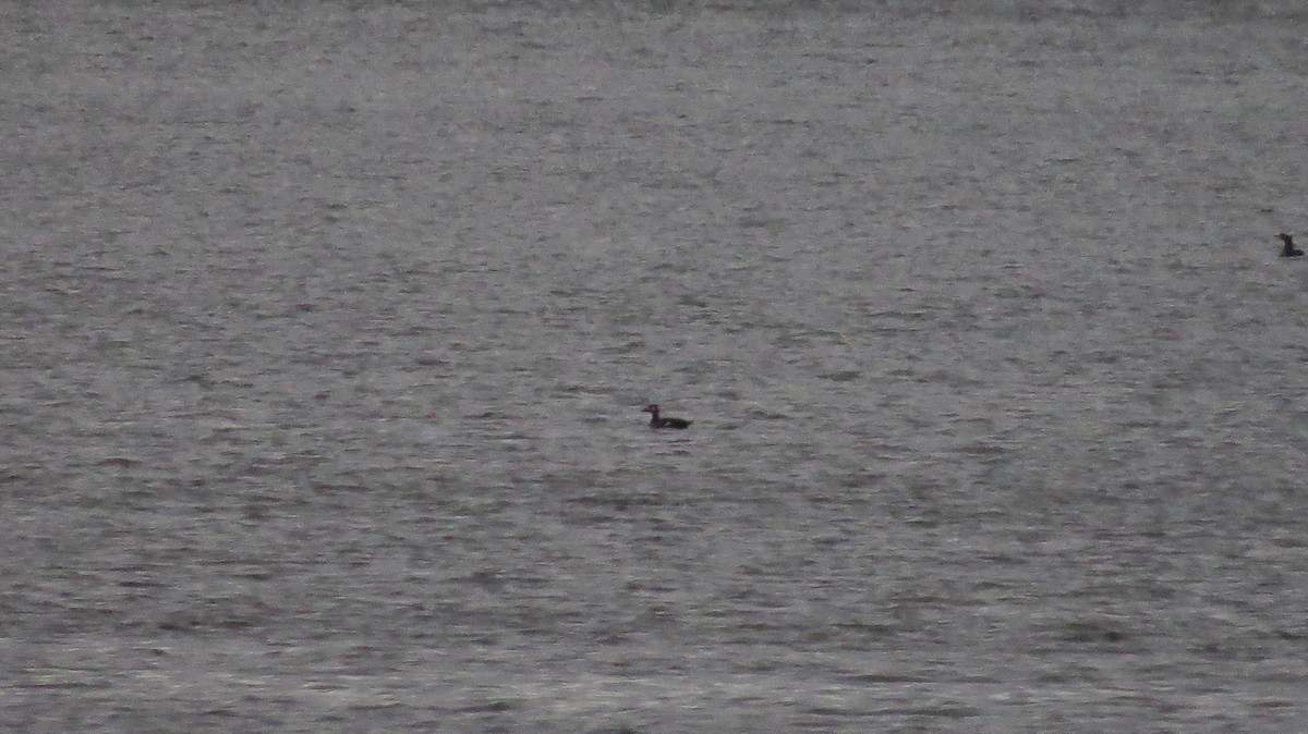 White-winged Scoter - ML503950741