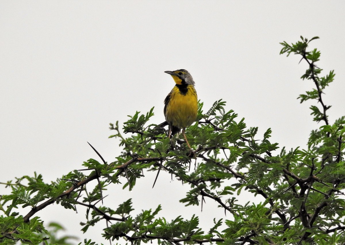 Yellow-throated Longclaw - ML503950791