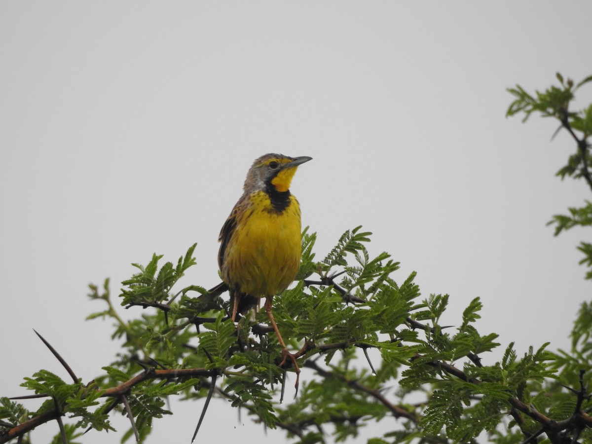 Yellow-throated Longclaw - ML503950801