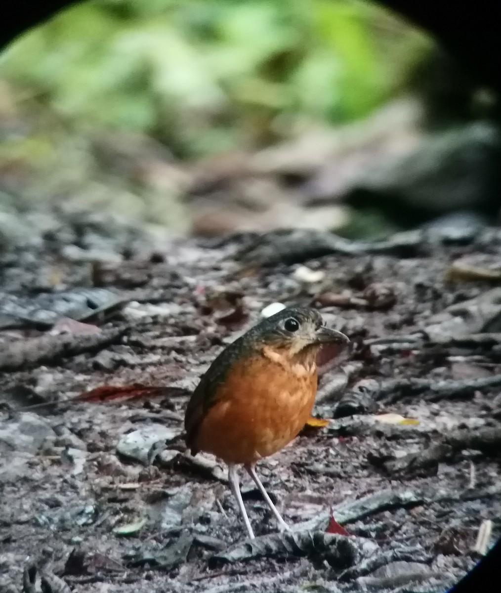 Scaled Antpitta - ML503951801