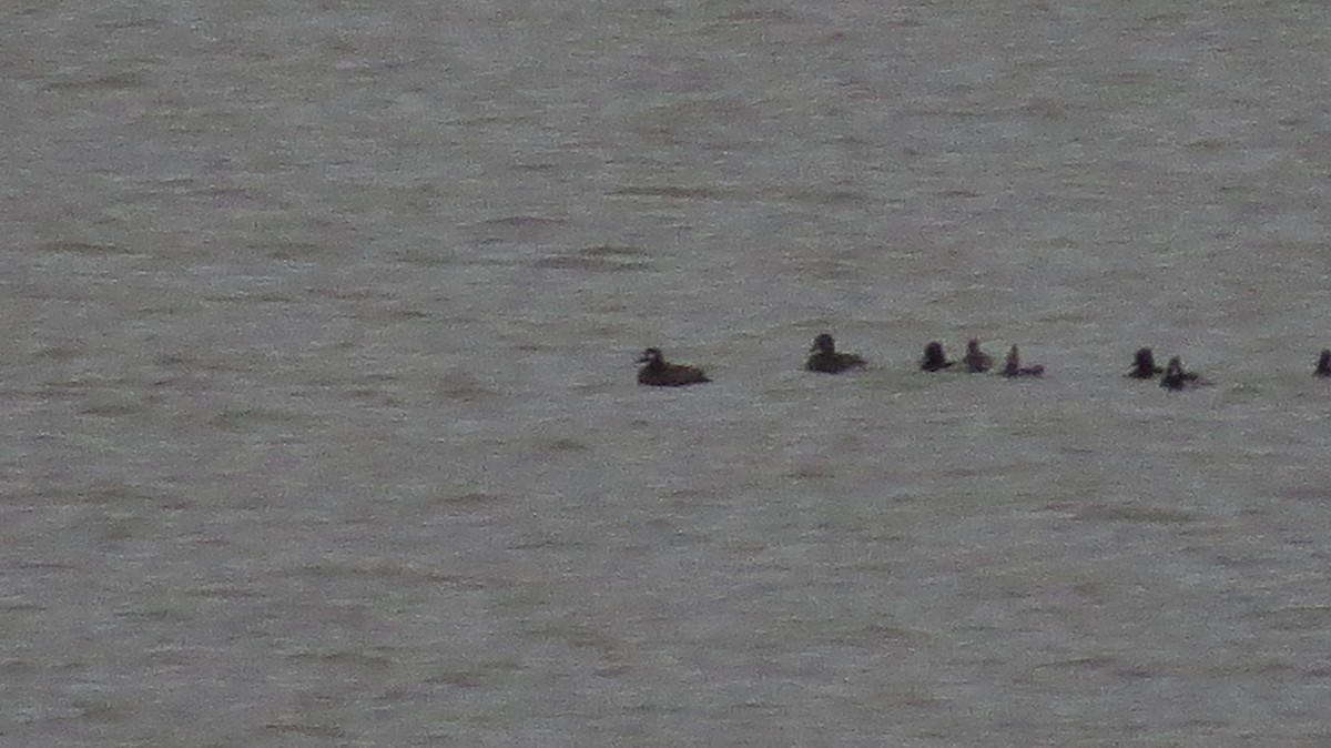 White-winged Scoter - ML503952061