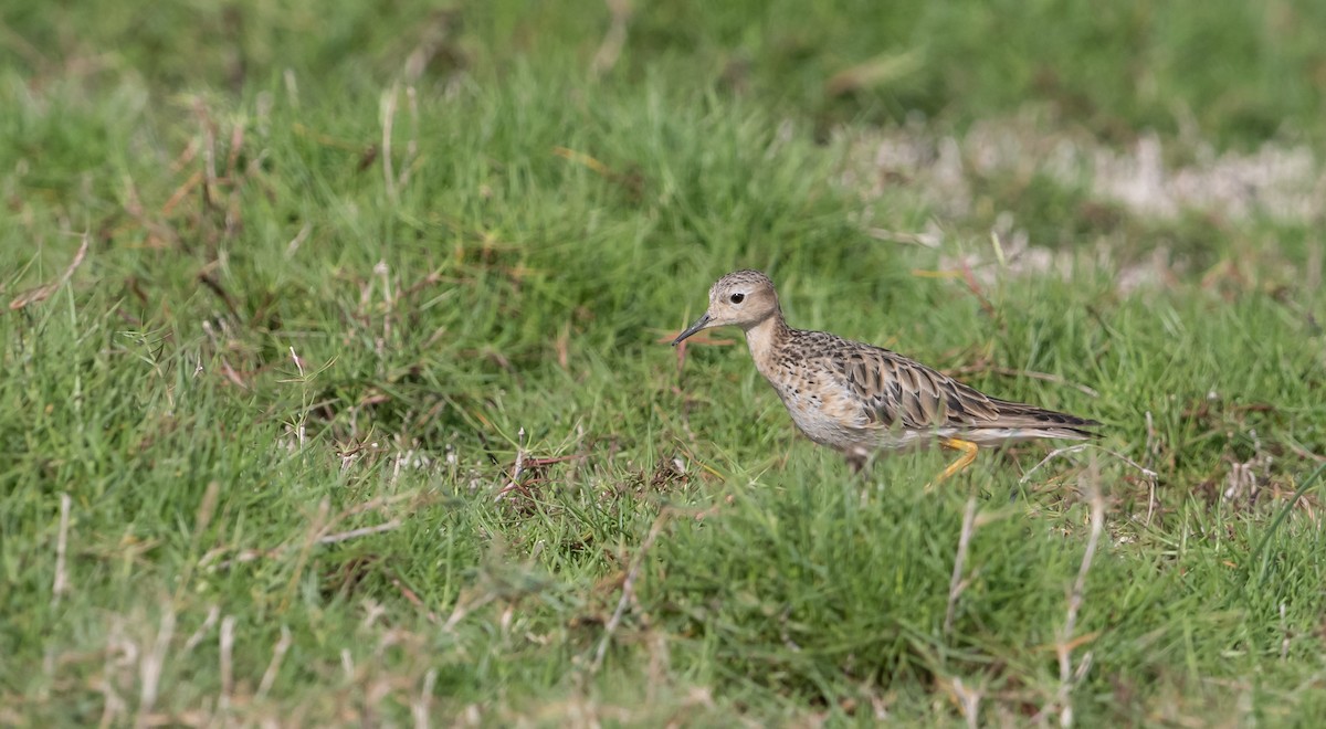 Buff-breasted Sandpiper - ML503953231