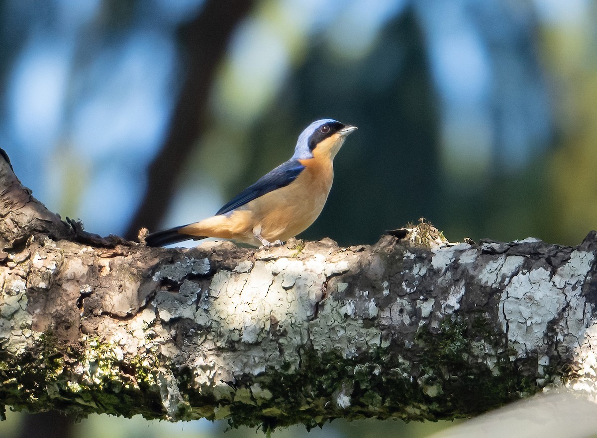 Fawn-breasted Tanager - Linda Sullivan