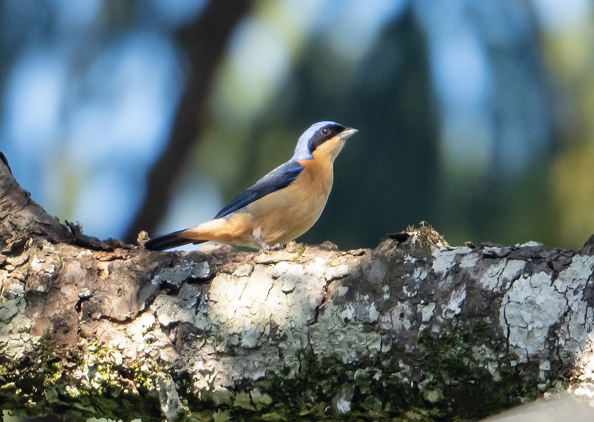 Fawn-breasted Tanager - ML503954391