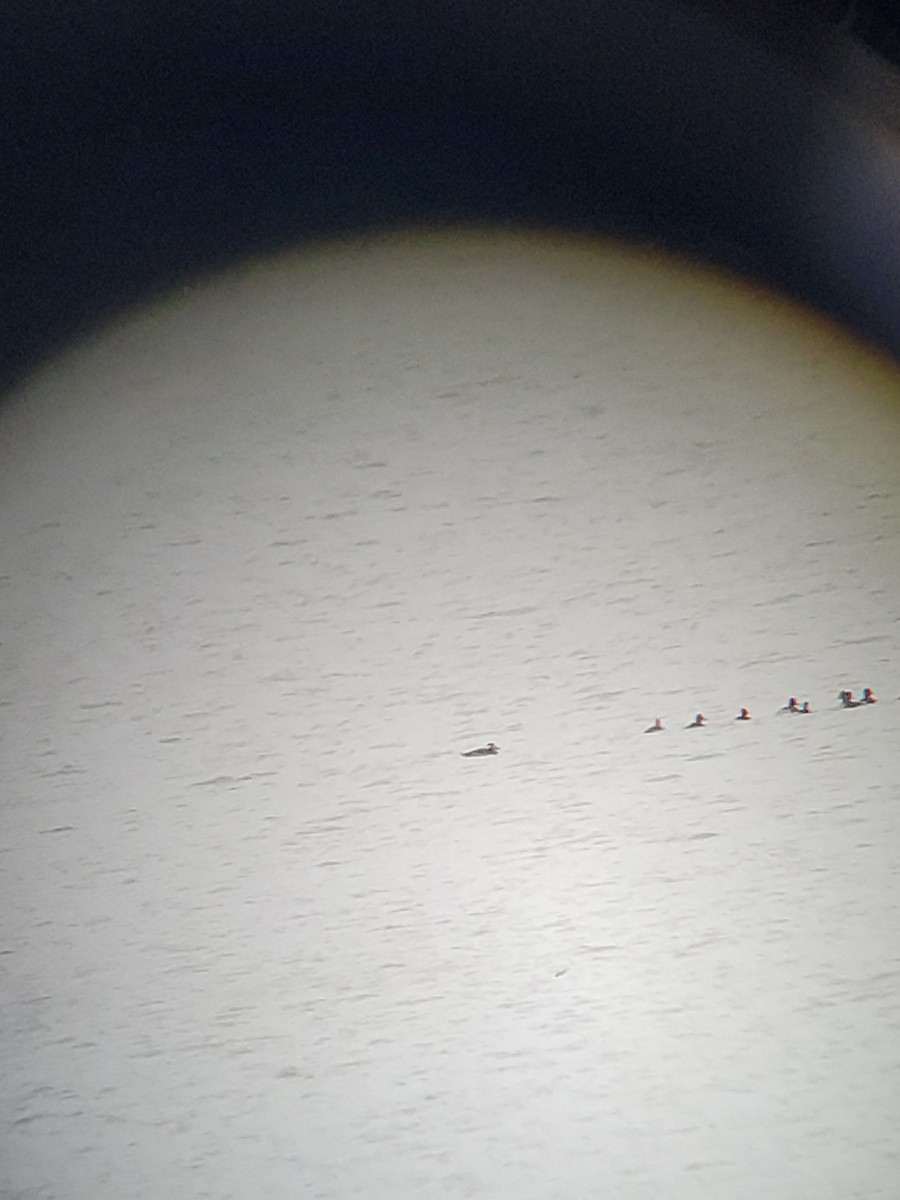 White-winged Scoter - ML503954831
