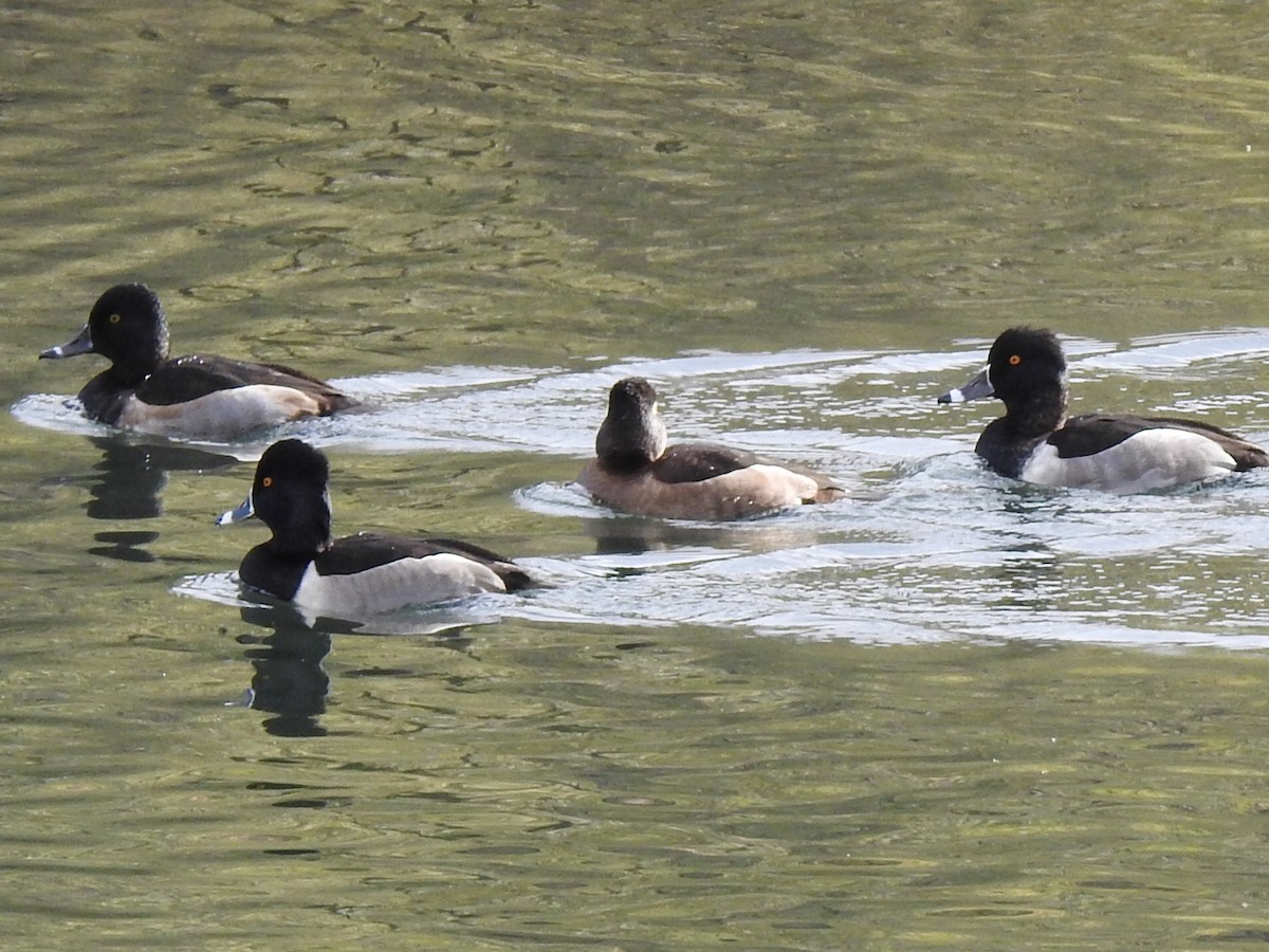 Ring-necked Duck - Emmalisa Whalley