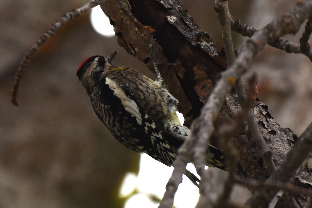 Yellow-bellied Sapsucker - ML503955271