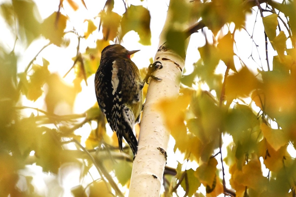 Yellow-bellied Sapsucker - ML503955281