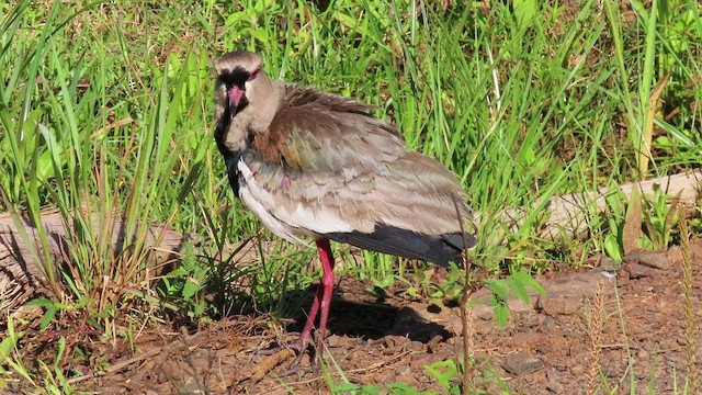 Southern Lapwing - ML503955361