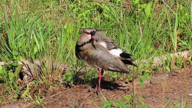 Southern Lapwing - ML503955411