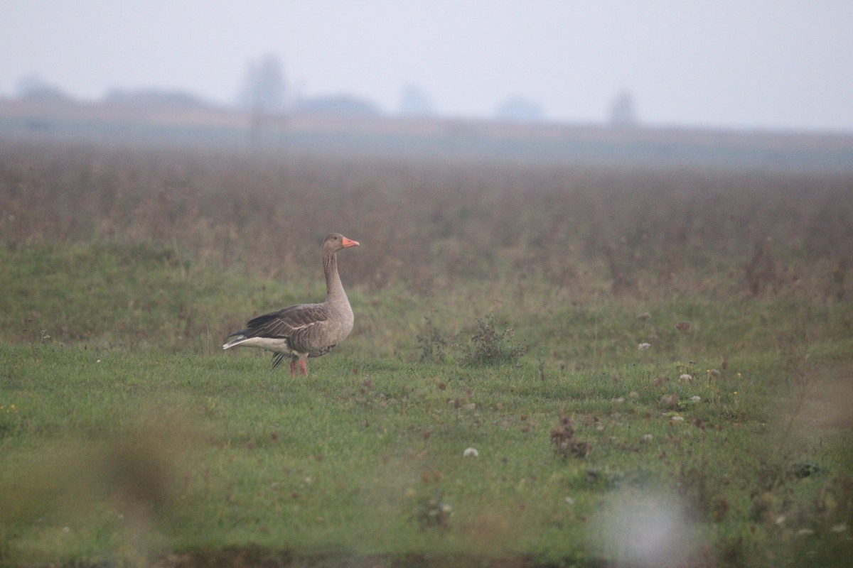 Graylag Goose - ML503956101