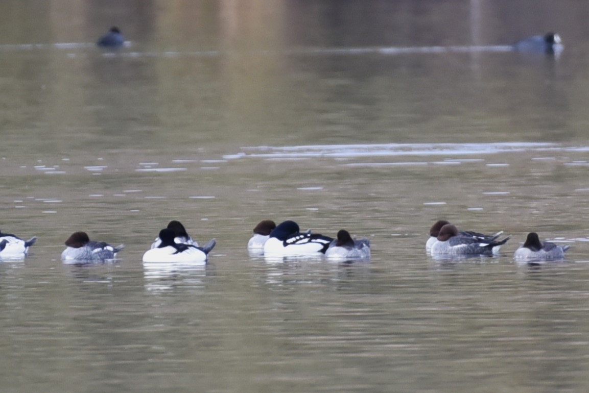 Barrow's Goldeneye - ML503956601