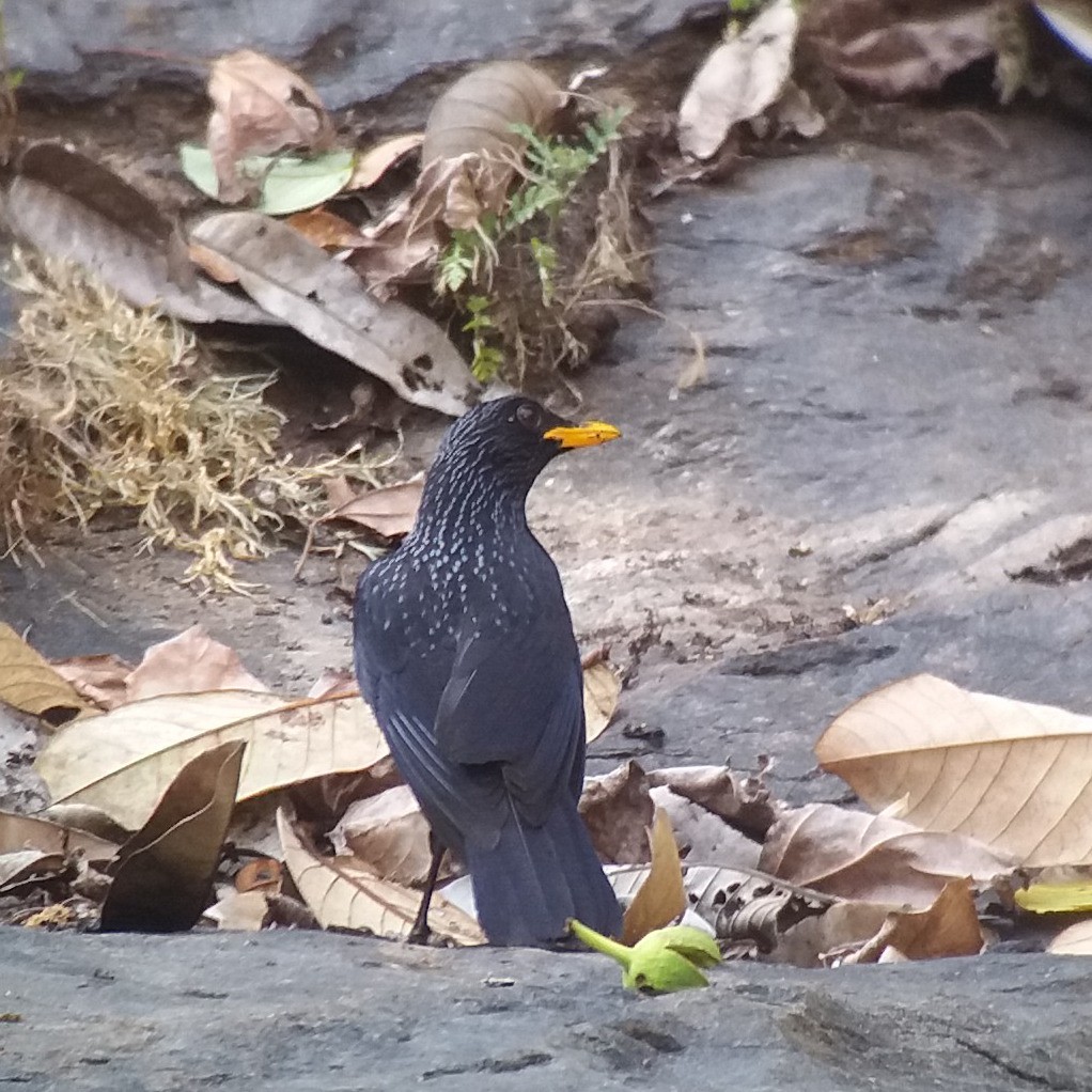 Blue Whistling-Thrush - ML50395691