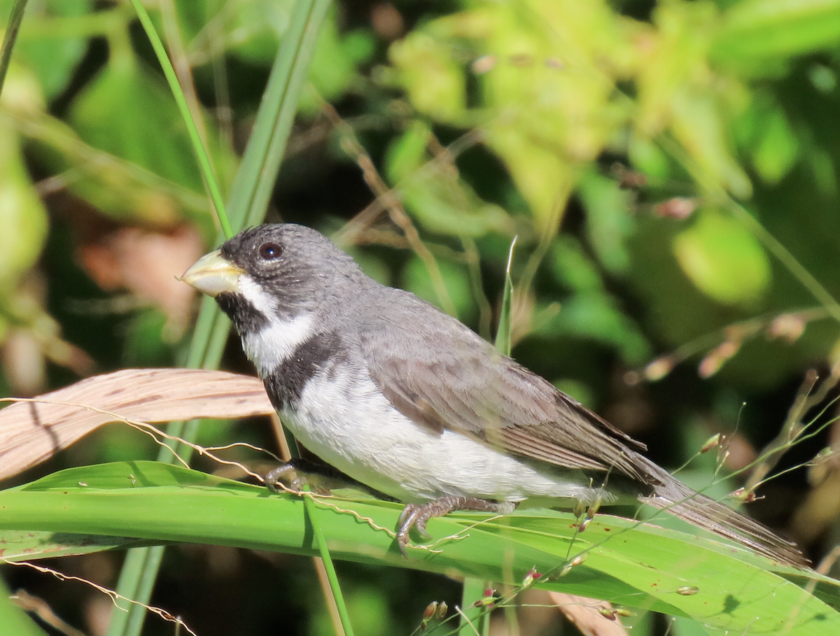 Double-collared Seedeater - Jay Withgott