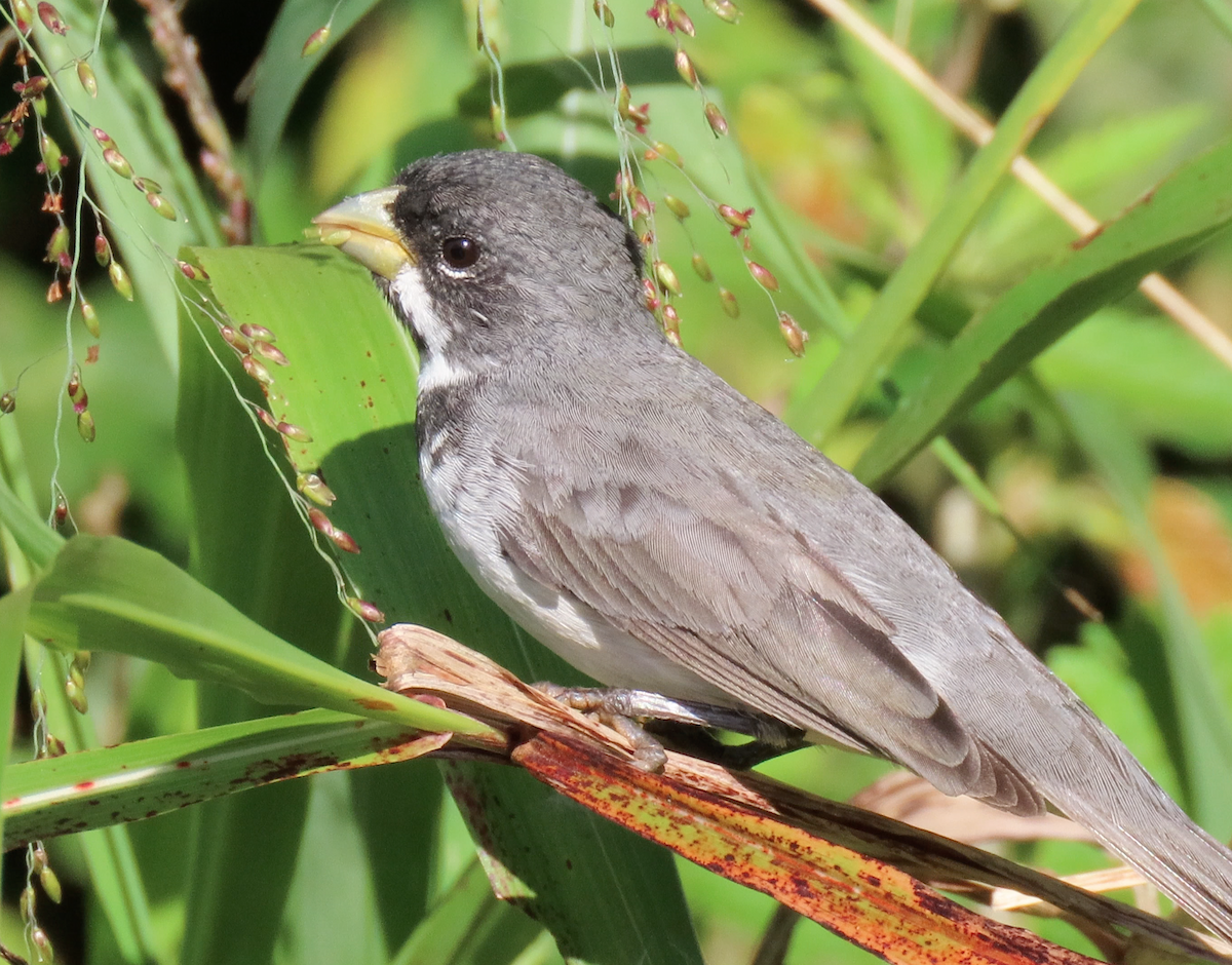 Double-collared Seedeater - Jay Withgott