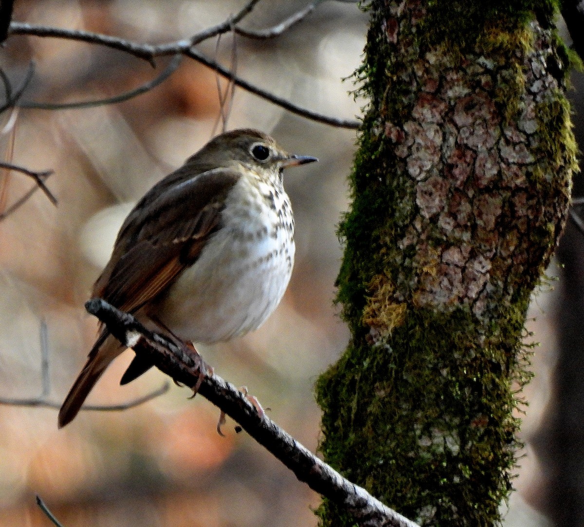 Hermit Thrush - ML503957361