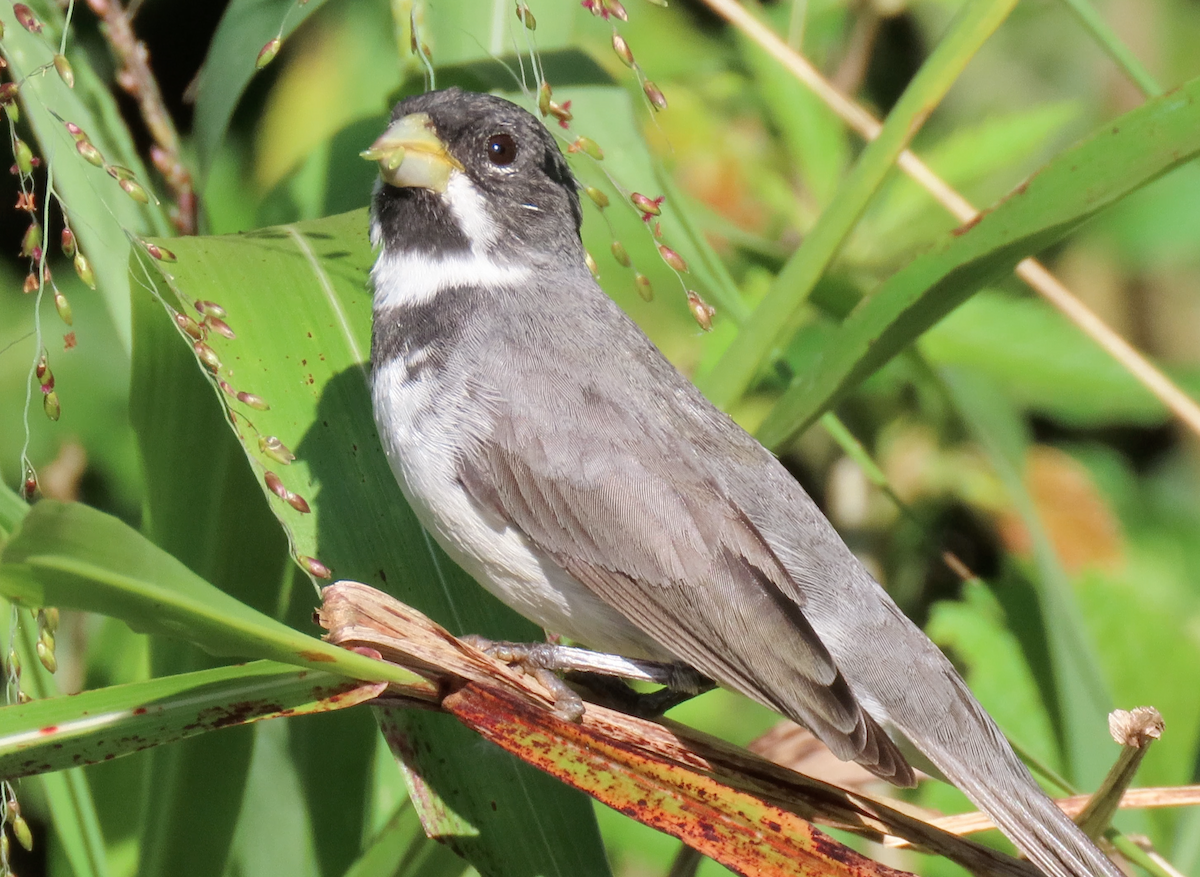 Double-collared Seedeater - Jay Withgott