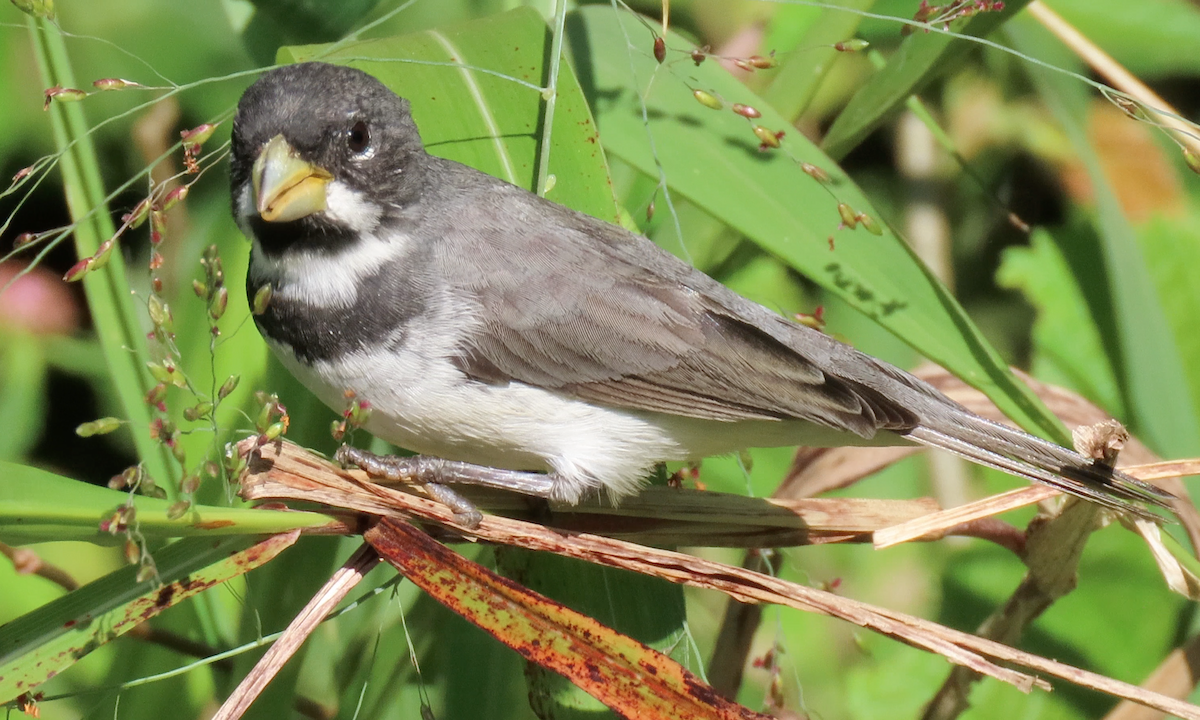 Double-collared Seedeater - Jay Withgott