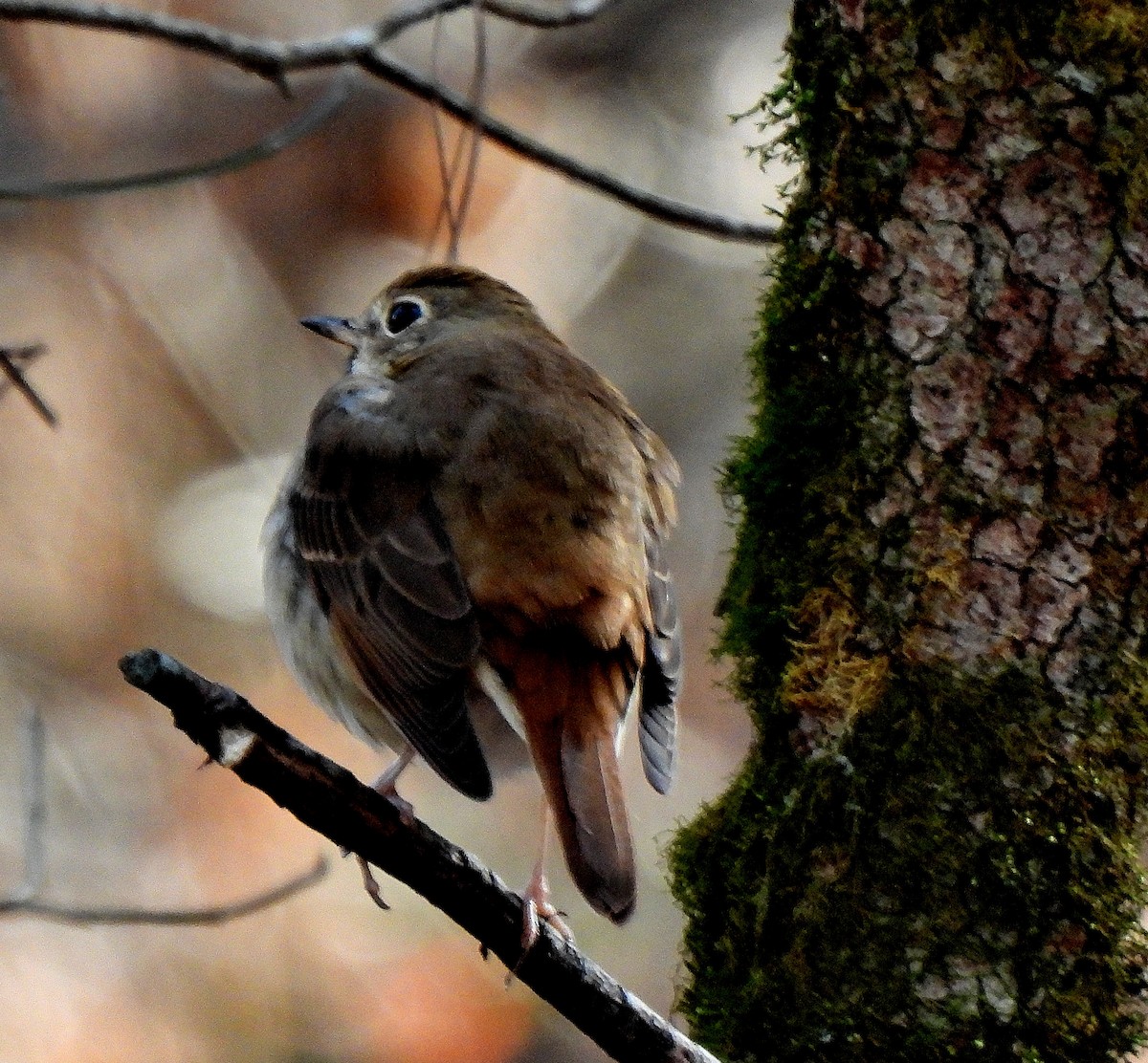 Hermit Thrush - ML503957431