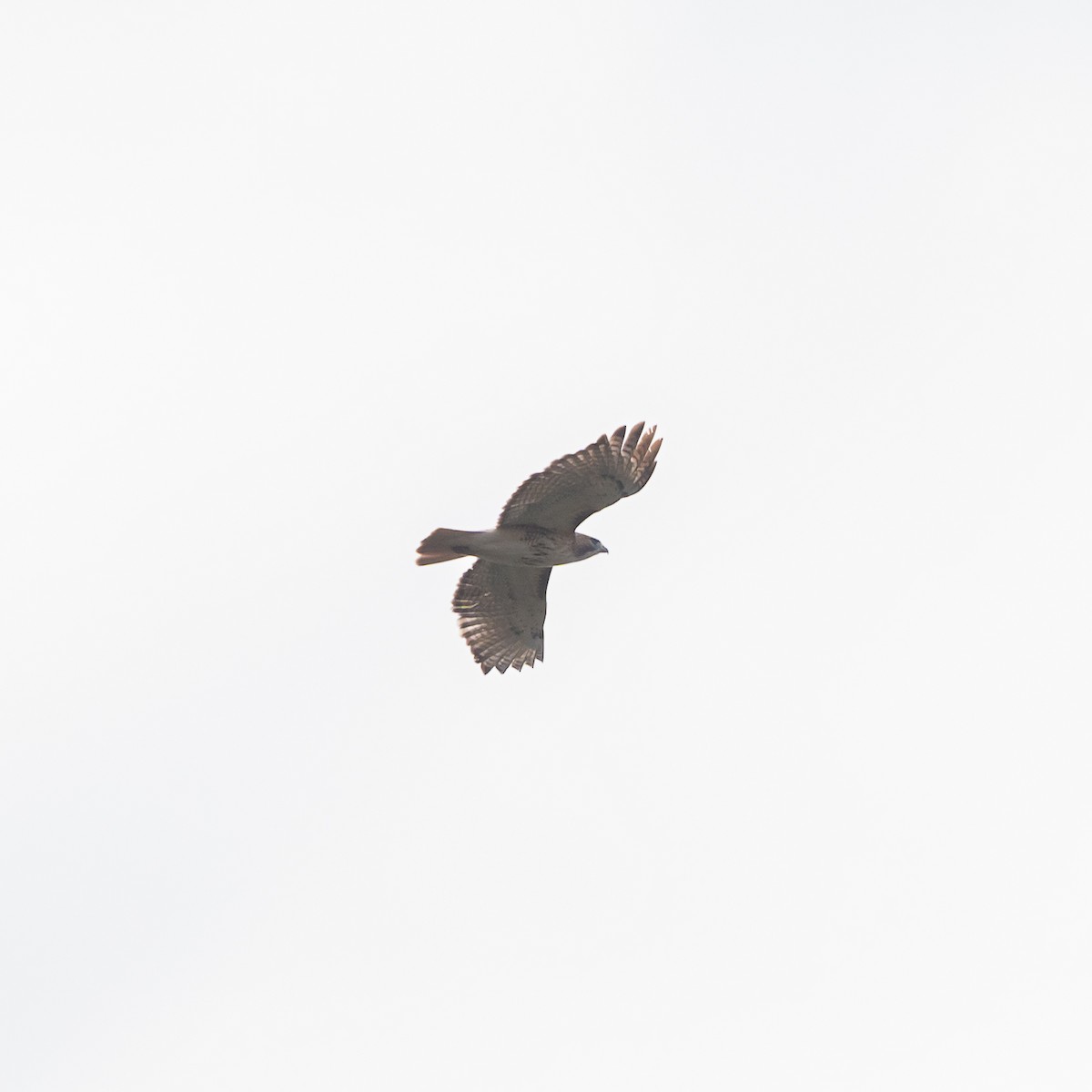 Red-tailed Hawk - Gretchen Dunham