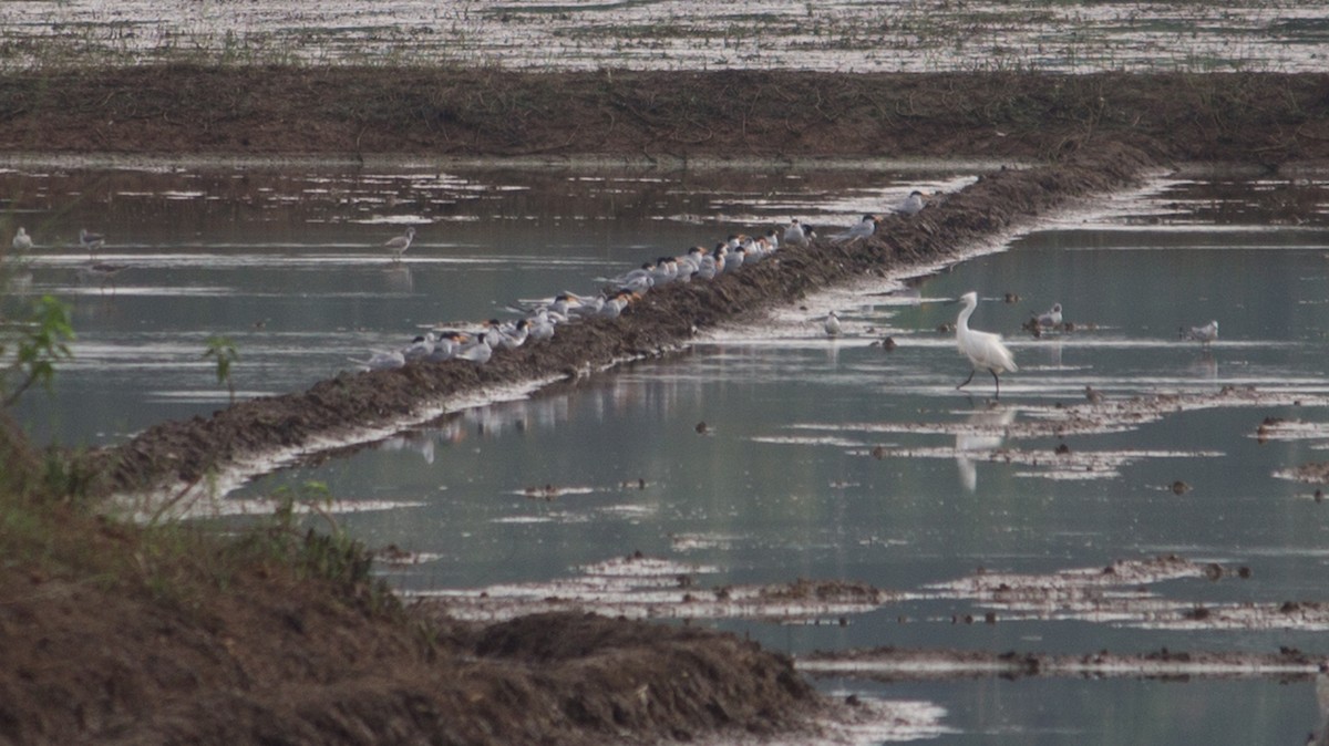 River Tern - ML503958671