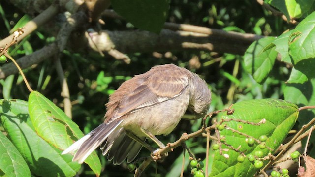 マミジロマネシツグミ - ML503958901