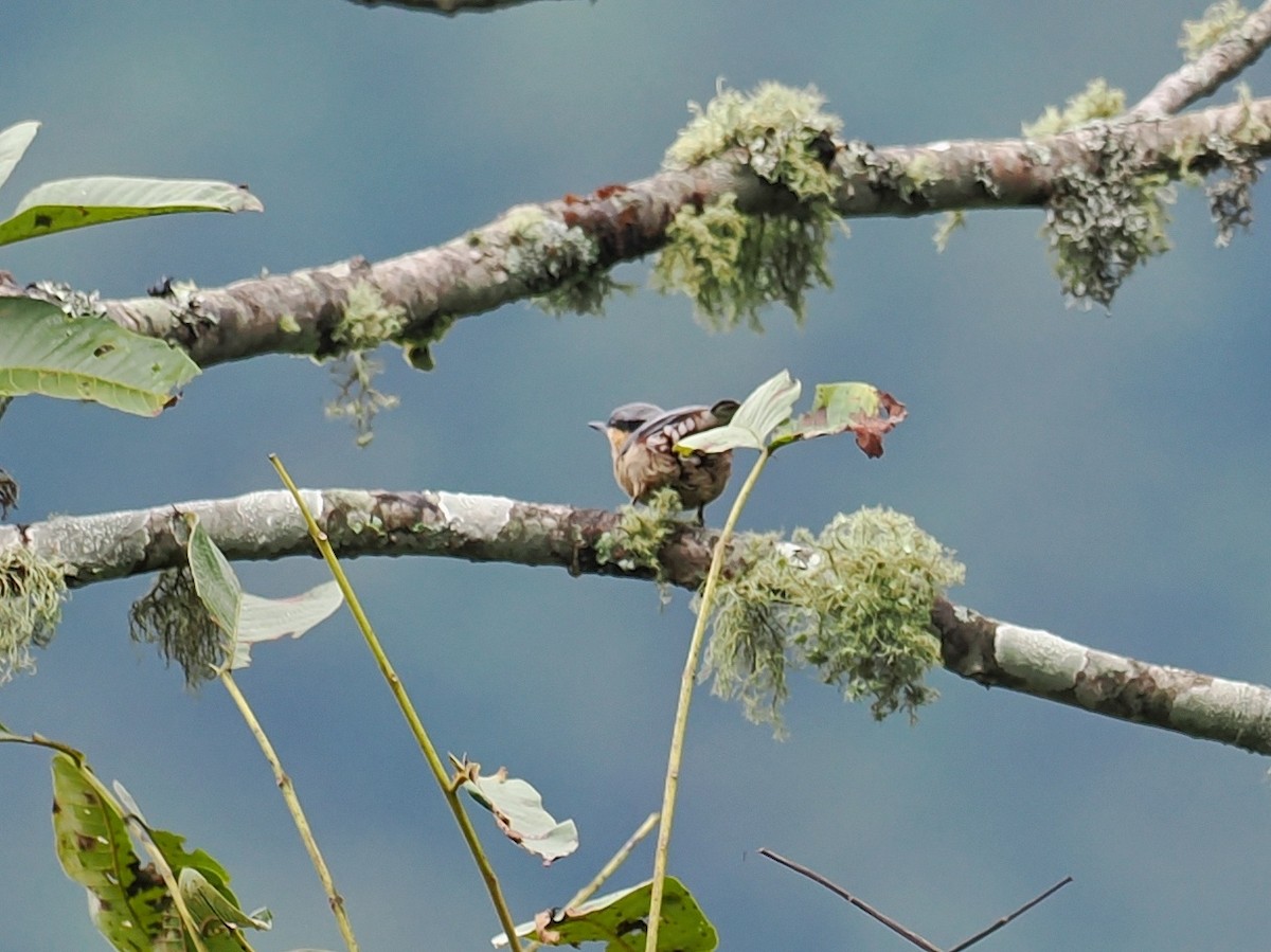 Chestnut-vented Nuthatch - ML503959051