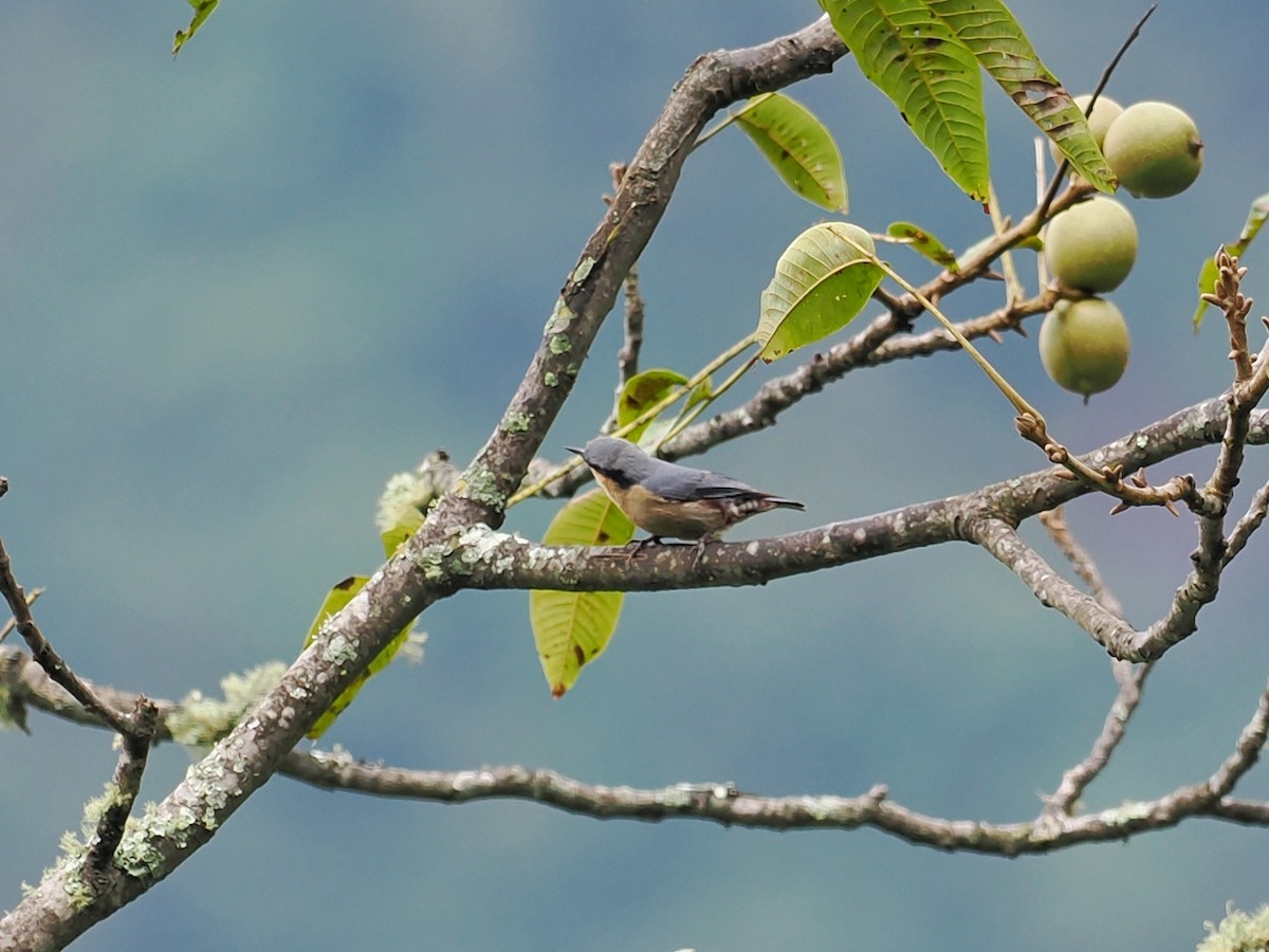 Chestnut-vented Nuthatch - ML503959061