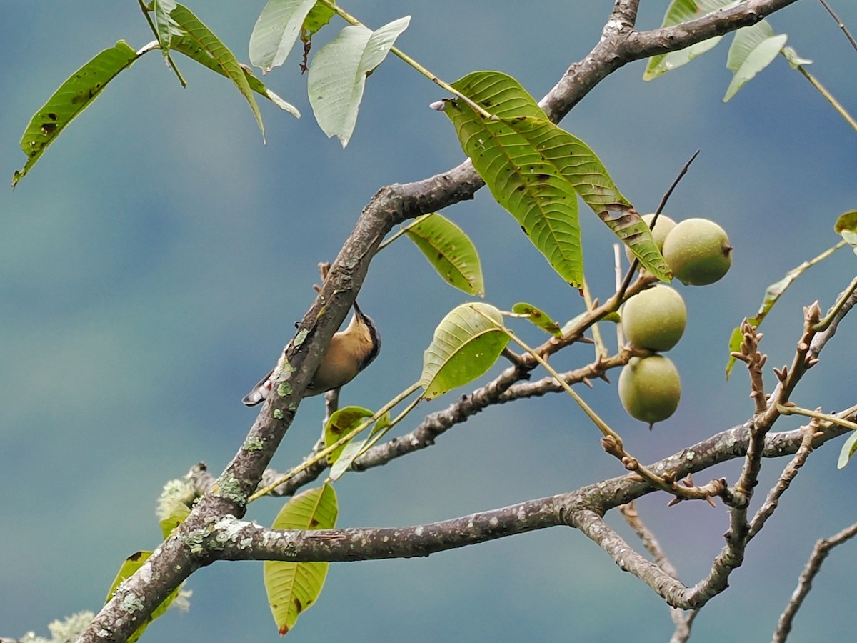 Chestnut-vented Nuthatch - ML503959071