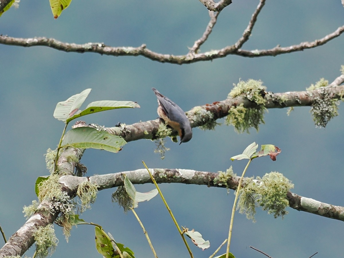 Chestnut-vented Nuthatch - ML503959081