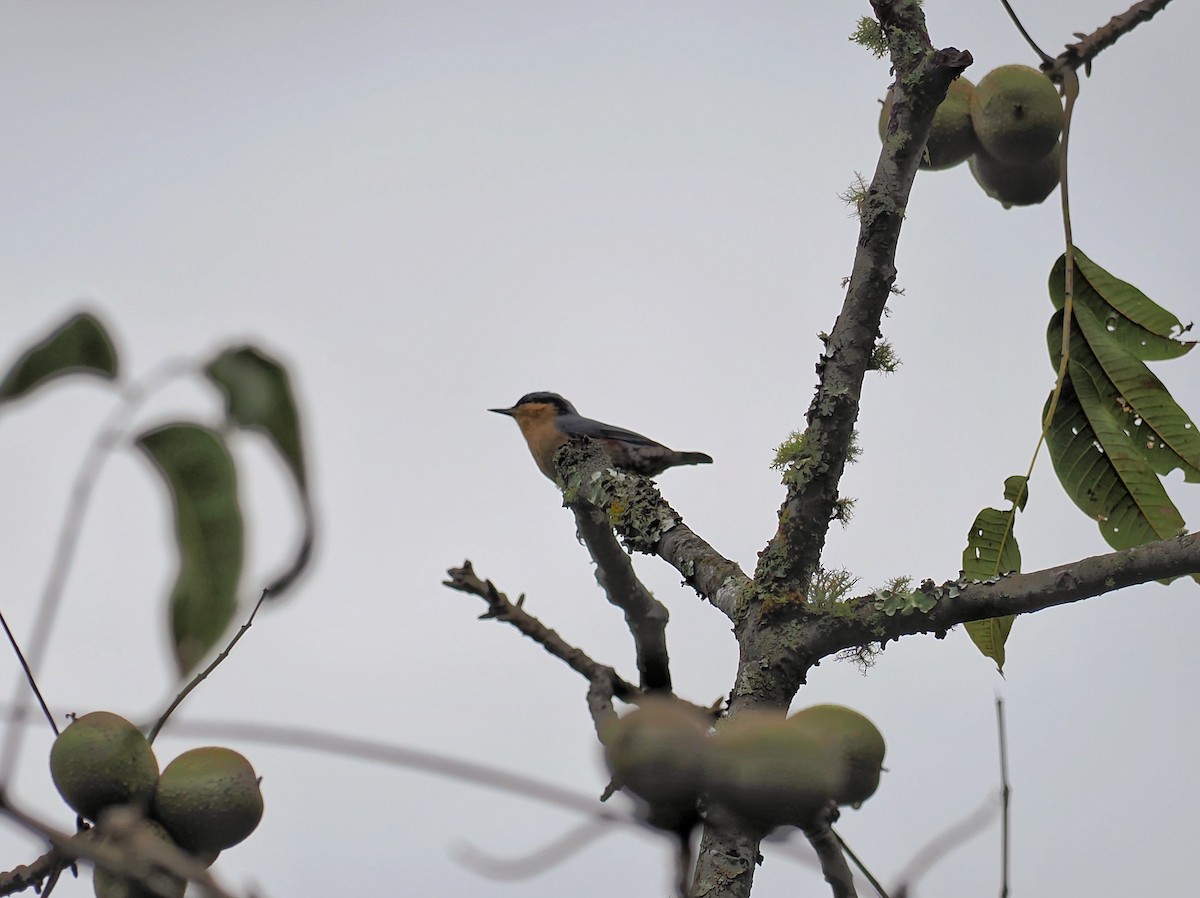 Chestnut-vented Nuthatch - ML503959101
