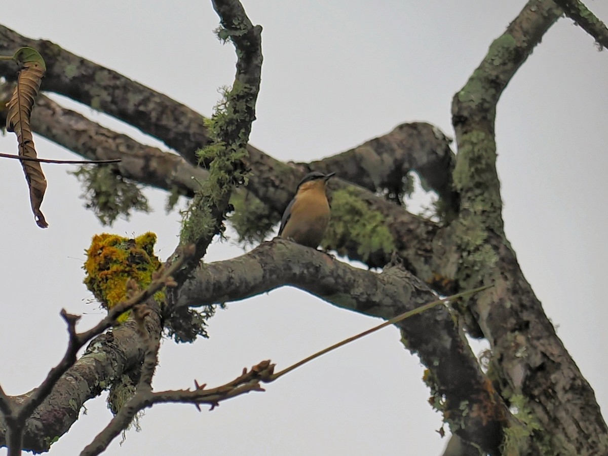 Chestnut-vented Nuthatch - ML503959121