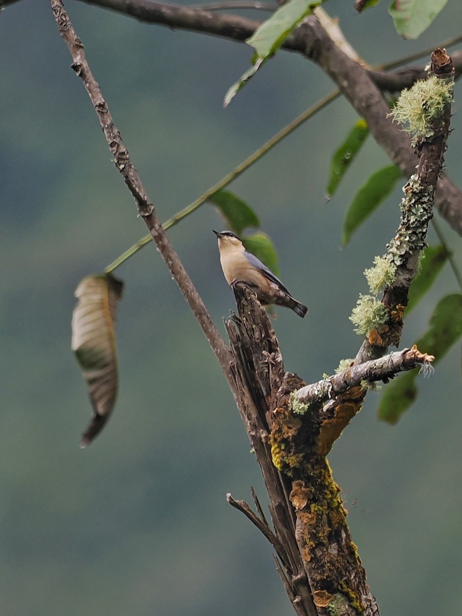 Chestnut-vented Nuthatch - ML503959131