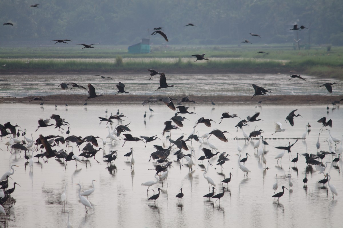 Glossy Ibis - ML503959531