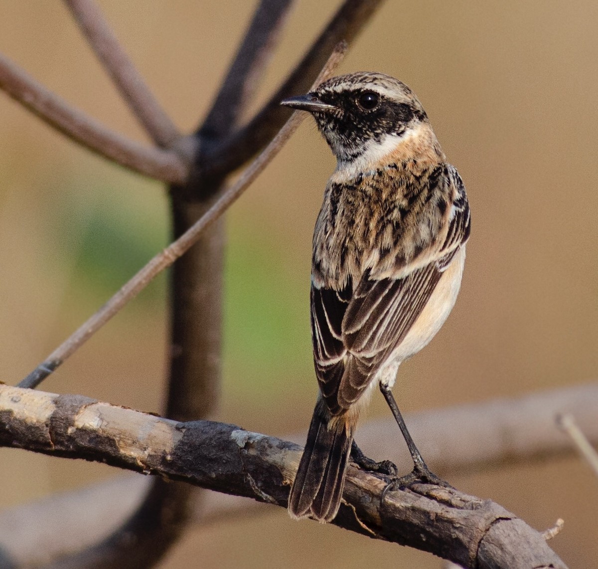 Siberian Stonechat - ML503959661