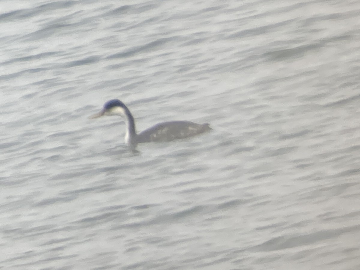 Western Grebe - ML503959741