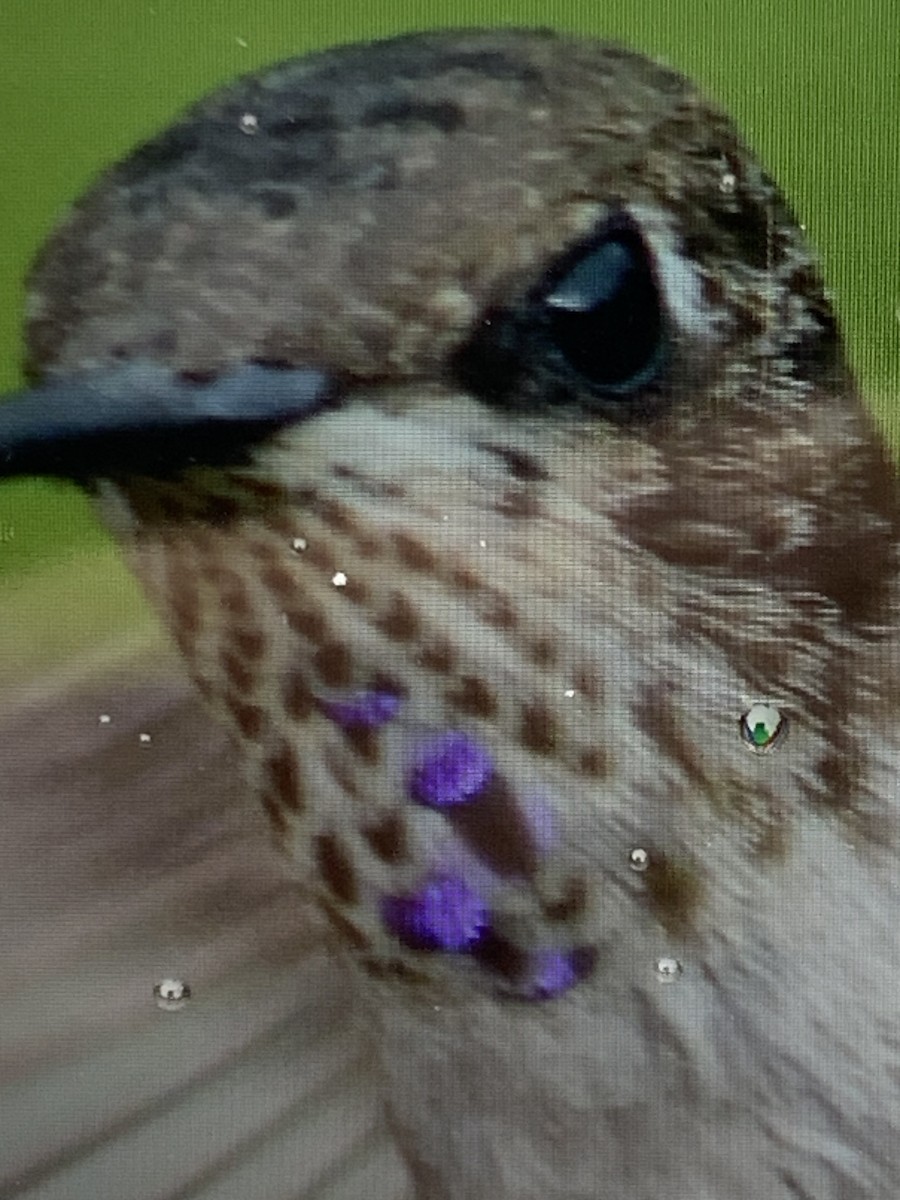 Black-chinned Hummingbird - Janice Neitzel