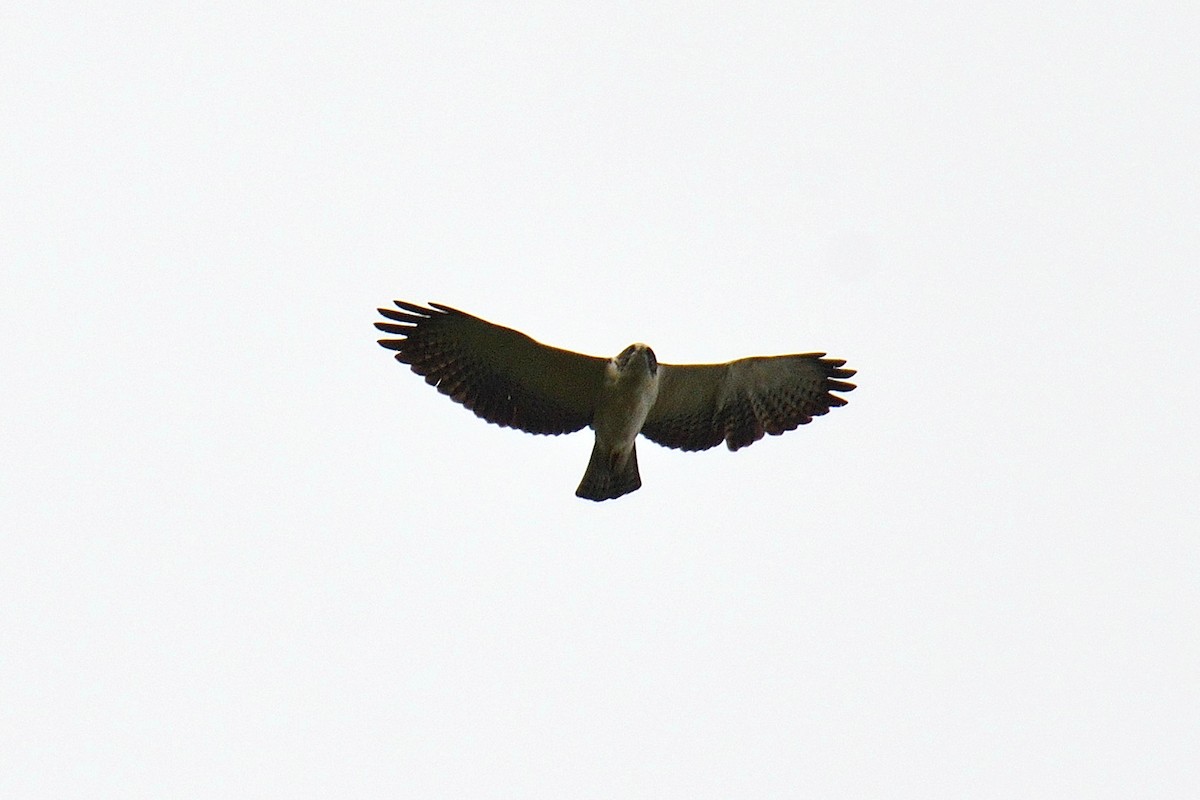 Short-tailed Hawk - Luis F García Moreno