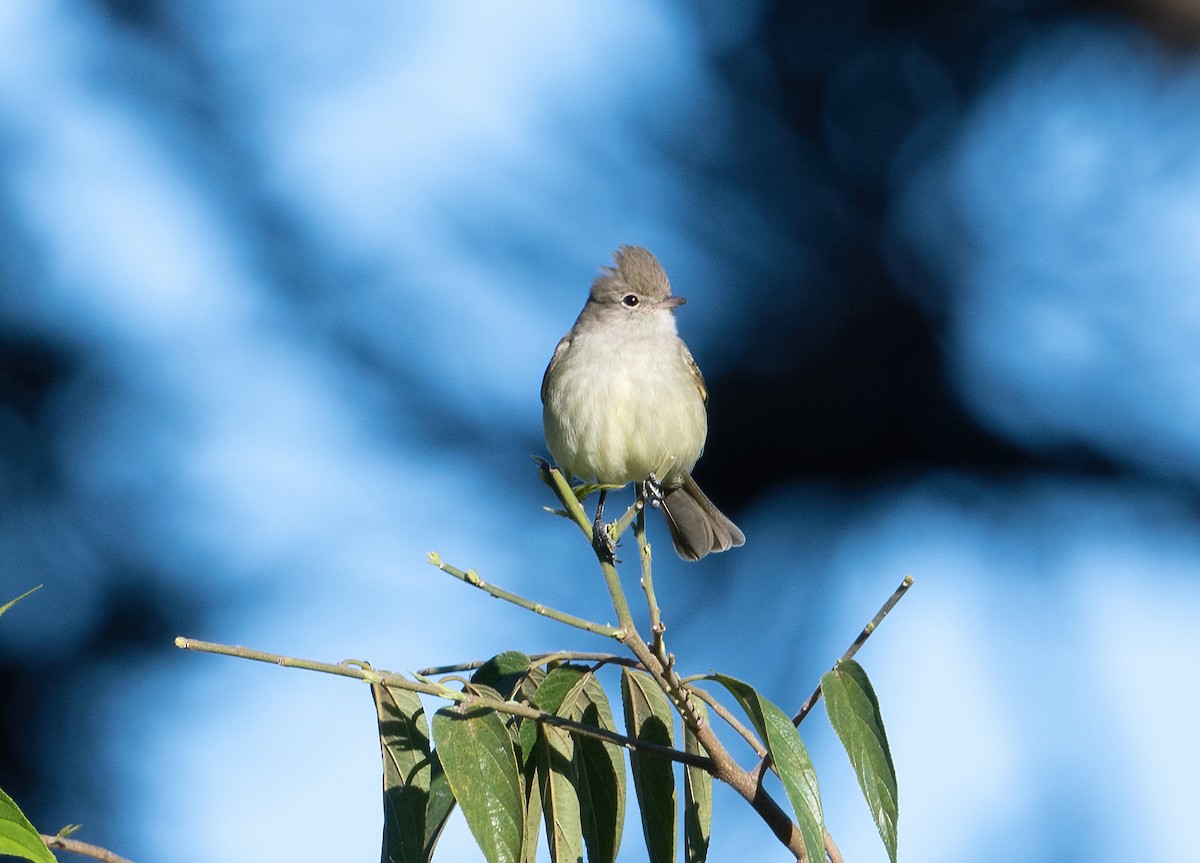 White-crested Elaenia - ML503961331