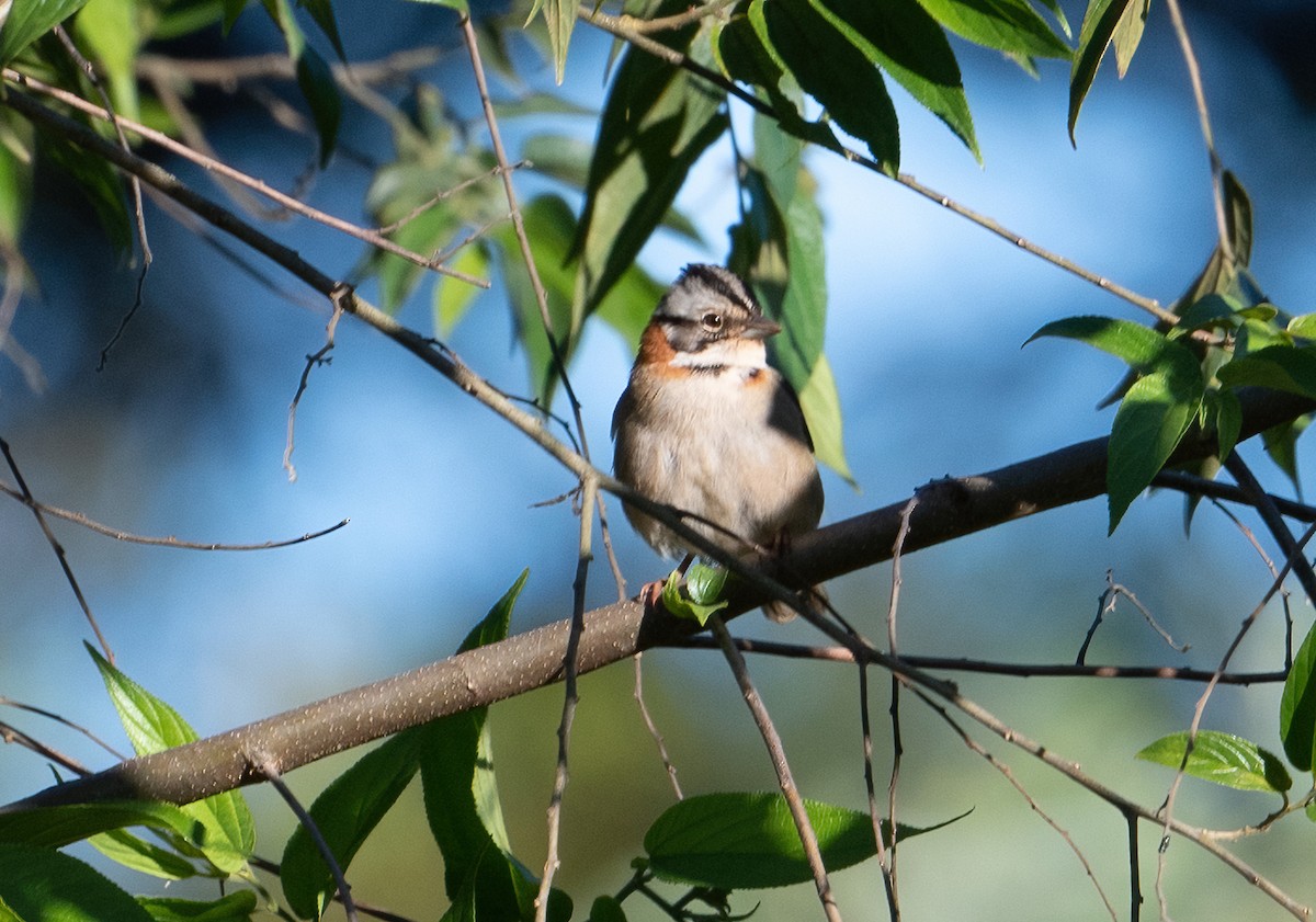 Rufous-collared Sparrow - ML503961791