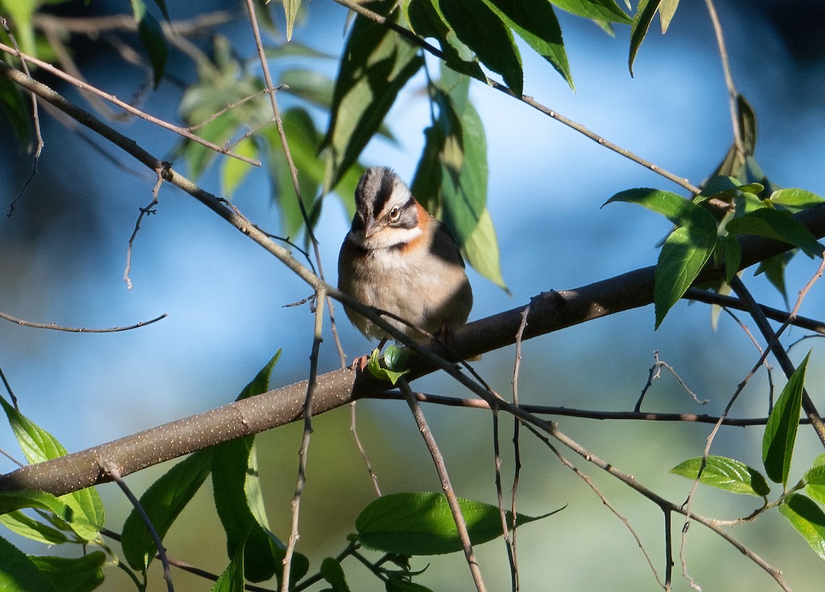 Rufous-collared Sparrow - ML503961801