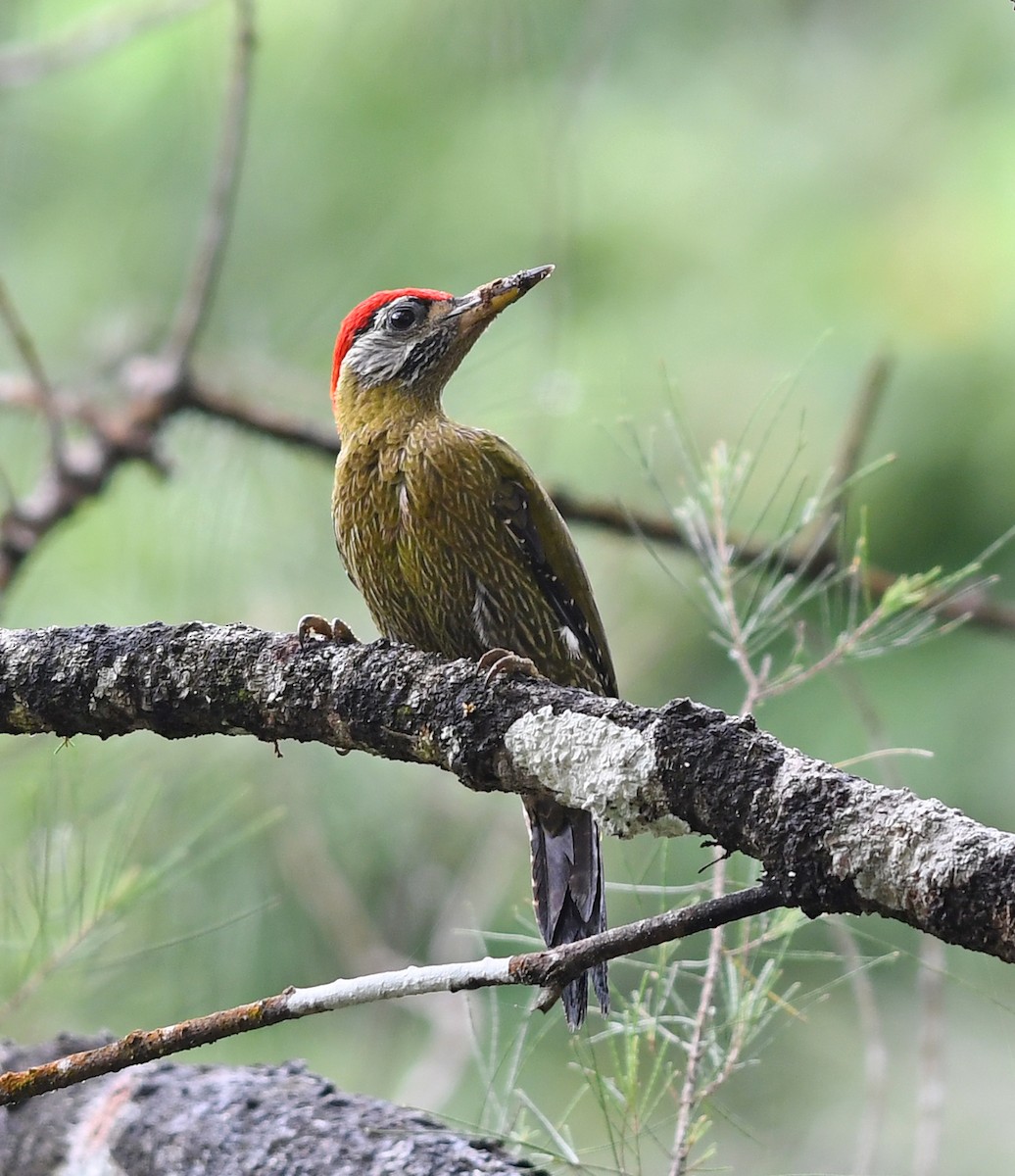 Streak-breasted Woodpecker - ML503962471