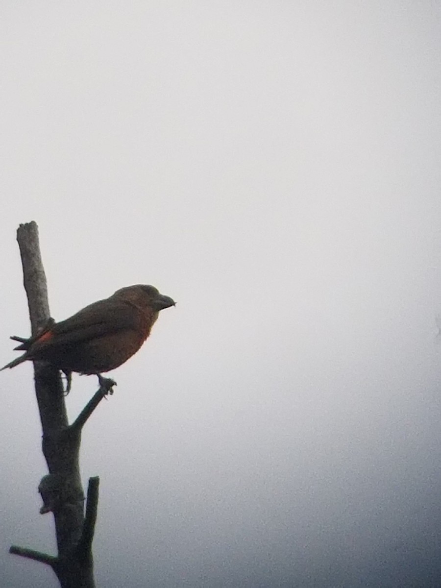 Cassia Crossbill - ML503963261